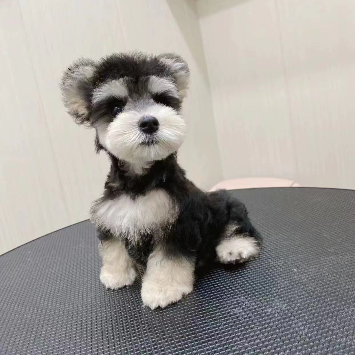 纯种双血统雪纳瑞活体幼犬小型犬长毛椒盐色家养宠物狗雪纳瑞价格