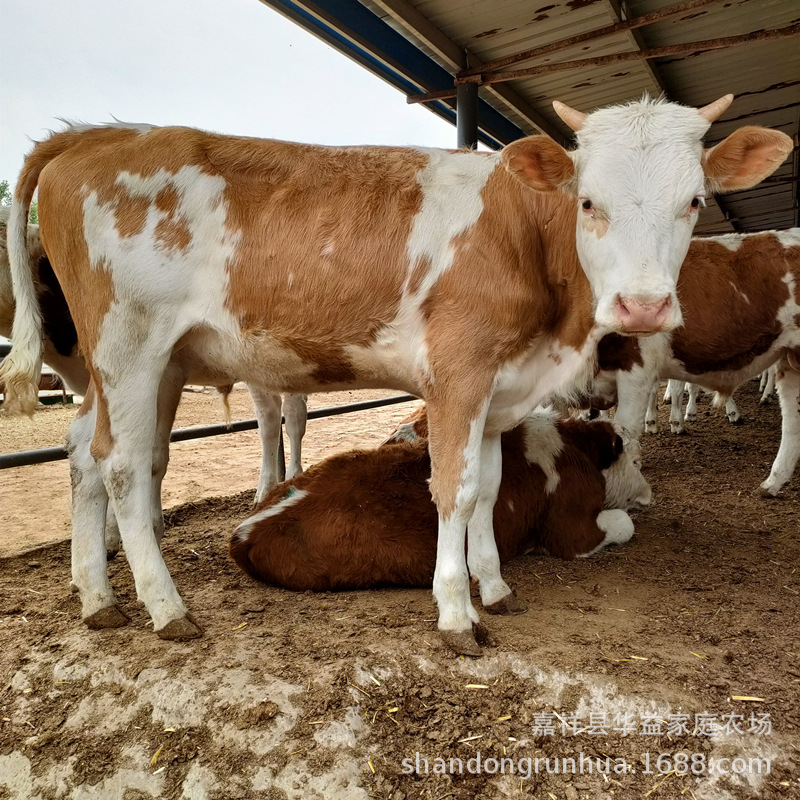 西门塔尔牛犊什么价位 改良肉牛犊大量批发 鲁西黄牛肉养殖场