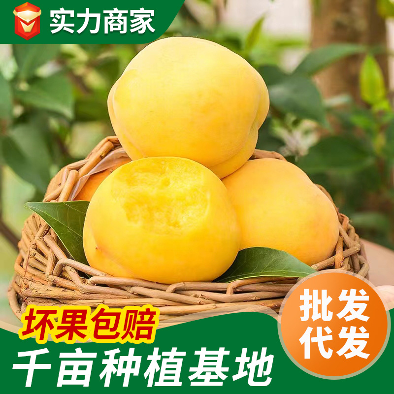 代发分销山东蒙阴现摘黄桃毛桃纯甜5斤礼盒装整箱新鲜水果桃子