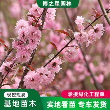 榆叶梅树苗批发庭院盆栽大花木园林四季观赏植物嫁接榆叶梅花小苗