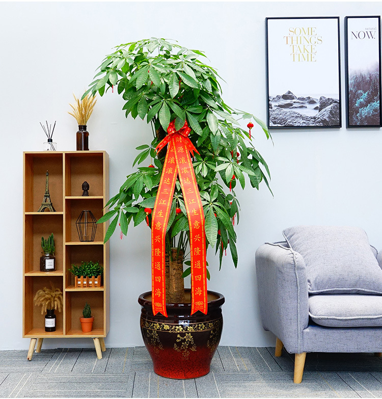 大棵发财树大厅金钱树室内放客厅的盘栽植物新房子装饰品乔迁