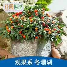 花园传说冬珊瑚种子樱桃小茄子可食用蔬菜阳台盆栽水果种籽四季播