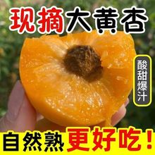 新鲜大黄杏金太阳鲜杏当季孕妇水果酸甜整箱批发包邮厂家一件代发