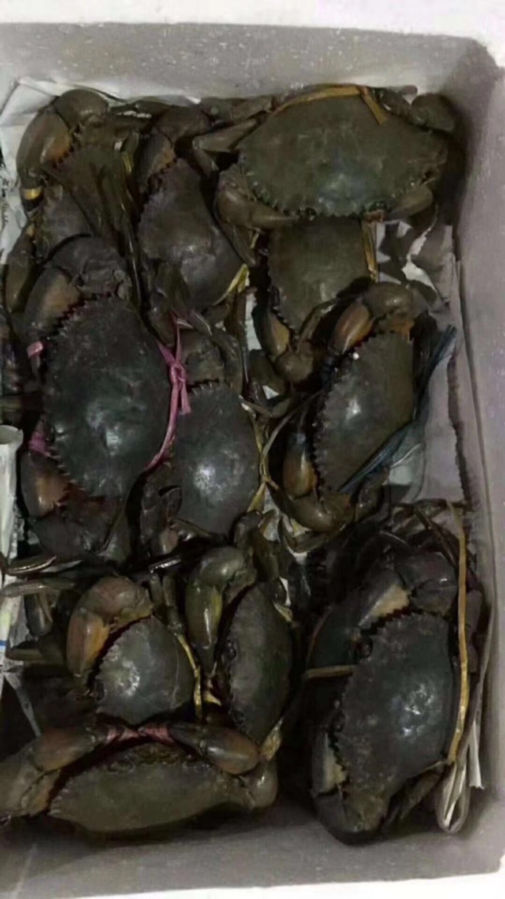 产地菲律宾大青蟹,缅甸黑蟹,孟加拉膏蟹,印尼肉蟹,越南青蟹