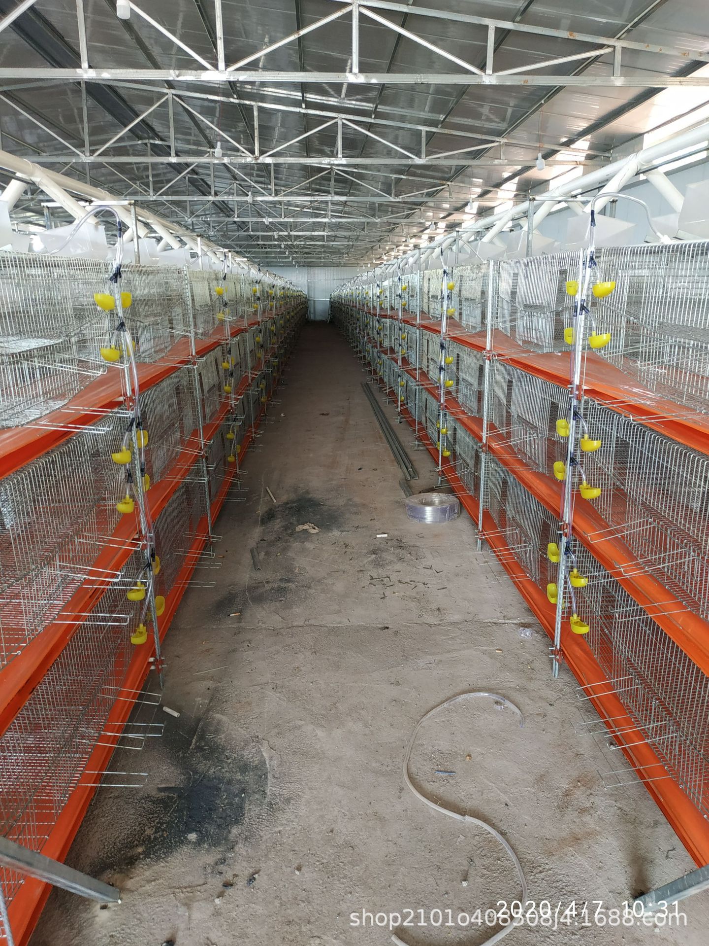 加密加重鹌鹑集蛋笼,两层一粪带鹌鹑清粪机,鹌鹑饲养全自动加料
