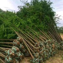 水杉树苗落羽杉速生庭院种植绿化苗四季常青南北方乔木道路行道树