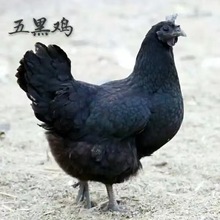 求购五黑鸡 成年繁育黑羽鸡 农户散养乌骨鸡 五黑一绿鸡种鸡