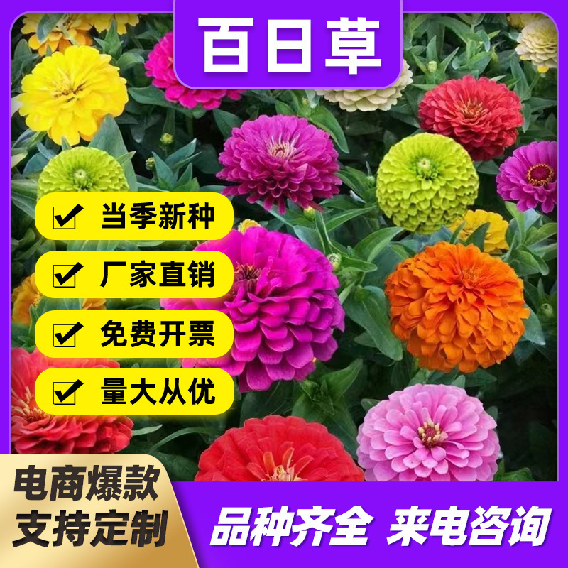 批发百日菊种子 百日草花籽四季开花庭院花海美丽乡村