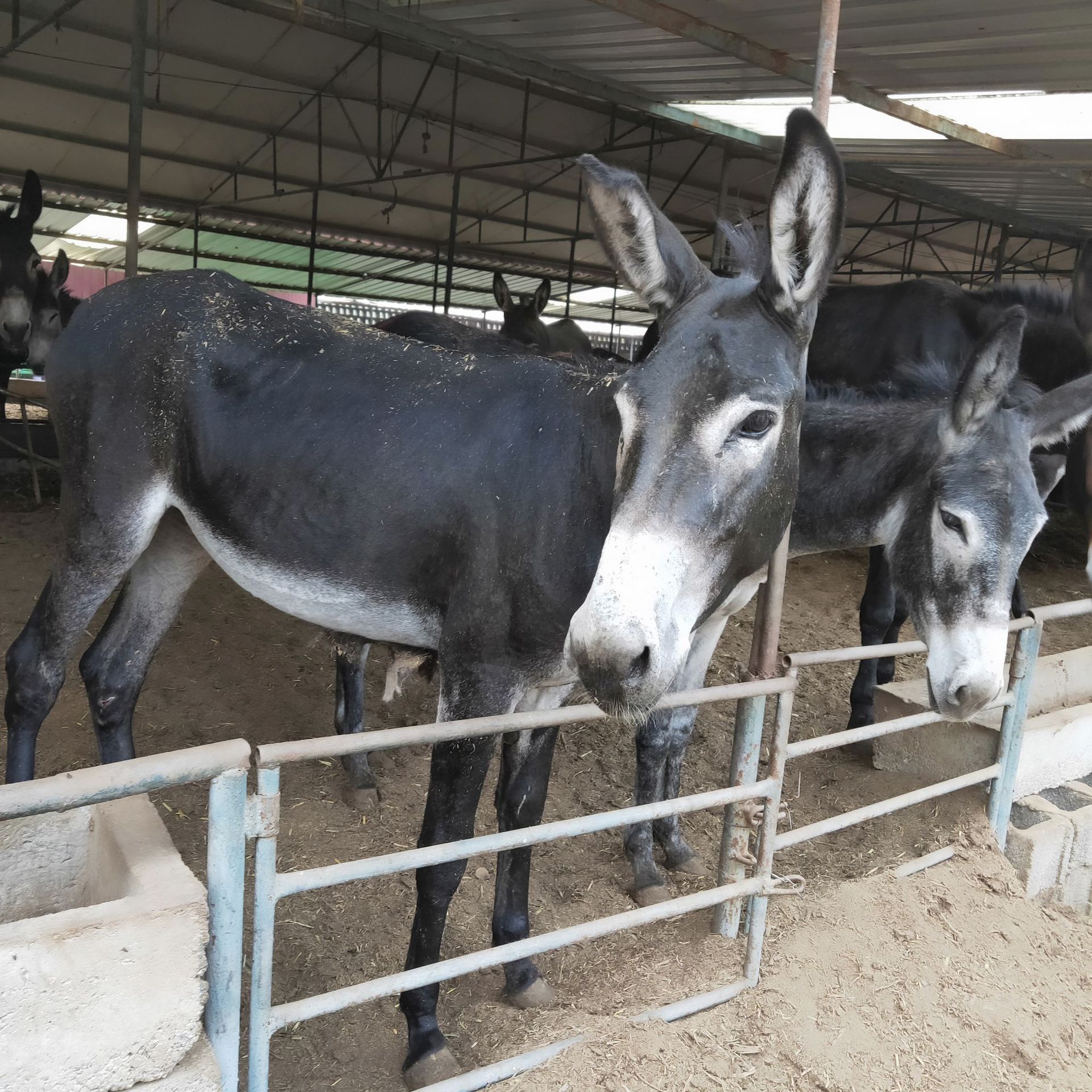 自家养殖场养殖的纯种德州驴 德州驴苗 自养自销 优惠
