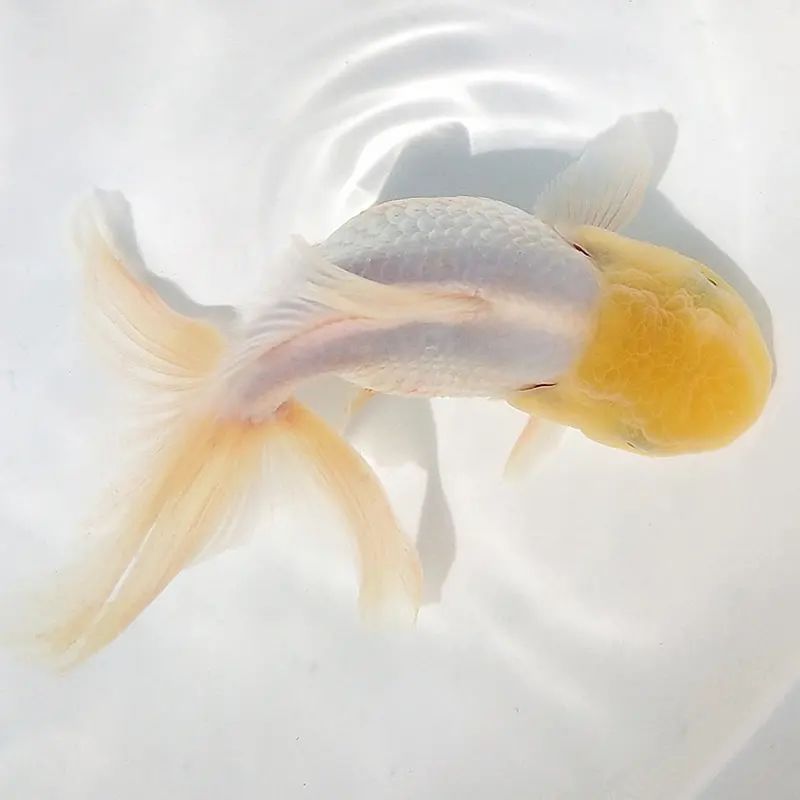 金鱼狮子头菠萝狮鹤顶红鎏金大眼睛冷水观赏鱼活体好养耐活宠物鱼