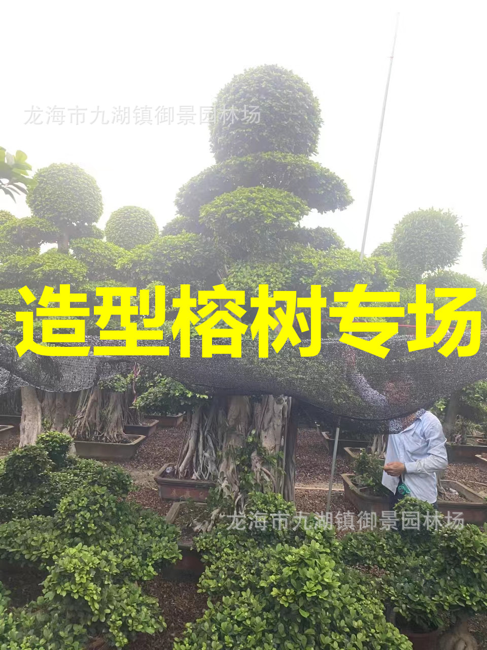 基地批发造型小叶榕 福建小叶榕桩景 报价多少 广东