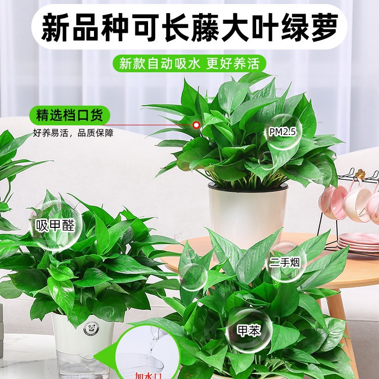 绿萝盆栽室内植物花卉绿植水培长藤垂吊大叶绿箩新房家用吸除甲醛