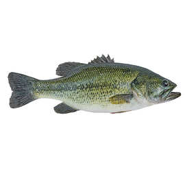 加州鲈鱼苗 淡水鲈鱼大口黑鲈路亚台鲈优鲈凶猛高密度养殖帆布池