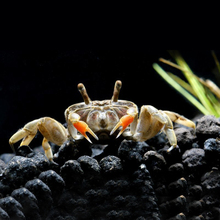 R2迷你蟹辣椒蟹宠物鱼缸观赏蟹淡水活体草缸可深水养殖小螃蟹除藻