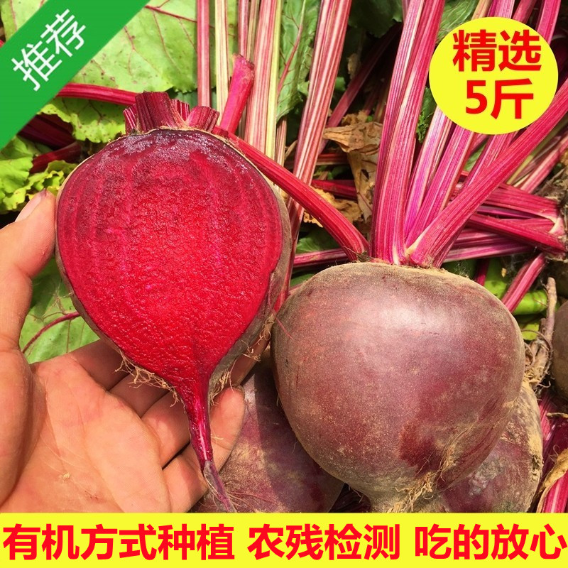 2023检疫新鲜甜菜根现挖发货甜菜头精选有机肥红菜头纯红多汁五斤-阿