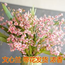 带多花苞浓香梦香文心兰跳舞兰年宵花开花香好养可水培室内花卉苗