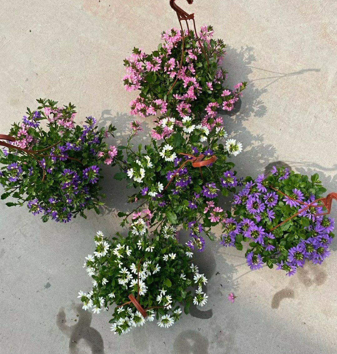 2202基地批发 供应 彩扇花 紫扇花 半扇花 盆栽 花色多