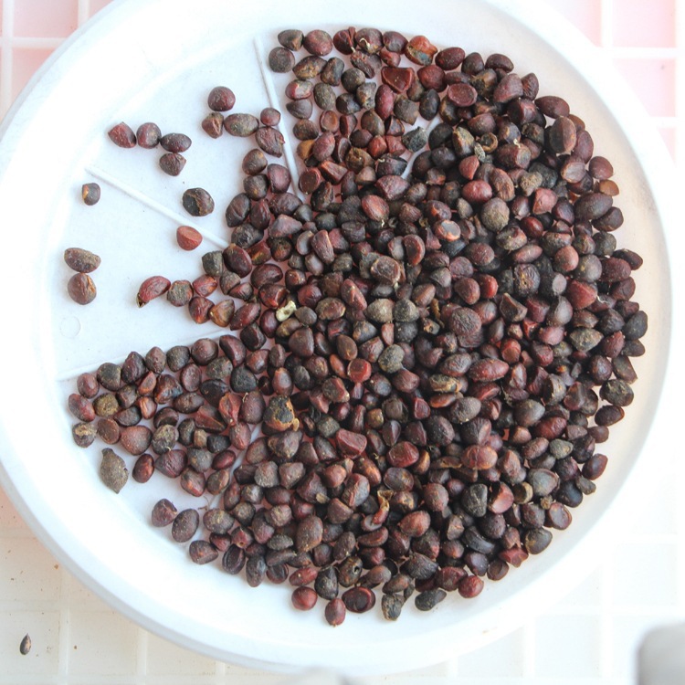 批发乐昌含笑种子 颗粒饱满 新采乐昌含笑种子 量大优惠