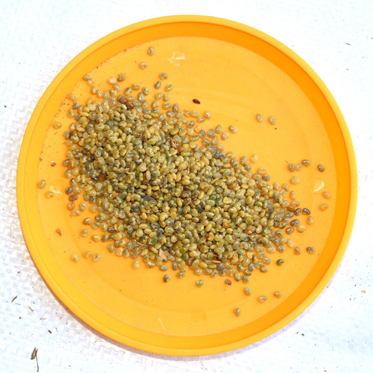 猪屎豆种子价格 又叫太阳麻 猪屎豆 护坡植物种 厂家直销
