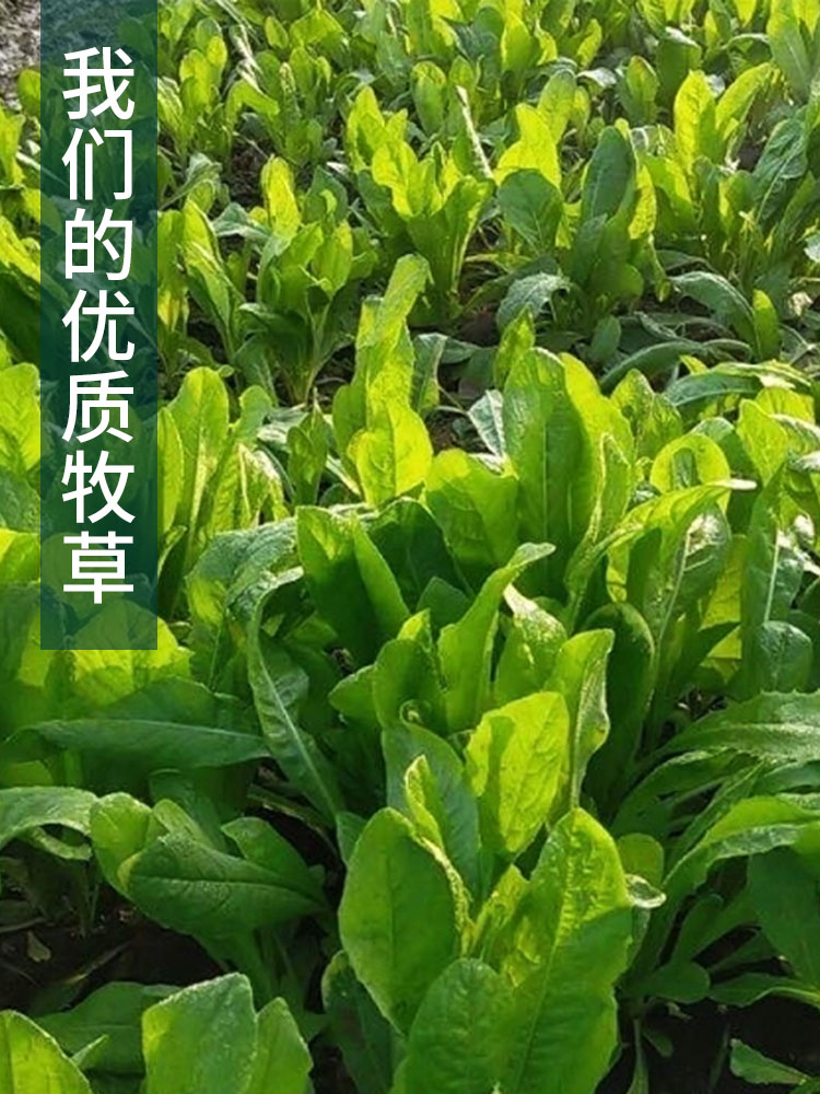 将军菊苣种子大叶菊苣草种籽多年生四季牧草猪牛羊鸡鸭鹅鱼草种子