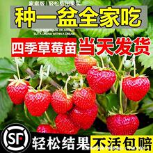 奶油草莓苗盆栽种籽子冬季带盆带土红颜四季结果可食用种植新秧苗