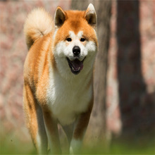 佛山狗场支持上门挑选柴犬活体赤色柴犬幼犬纯种日本柴犬宠物狗