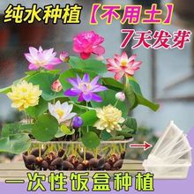 碗莲种四季开花水培水养绿植物睡莲荷花无土盆栽花卉