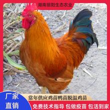 出售鸡苗活体黄土鸡苗三黄鸡苗红毛公鸡苗阉鸡苗青脚土鸡苗小鸡苗