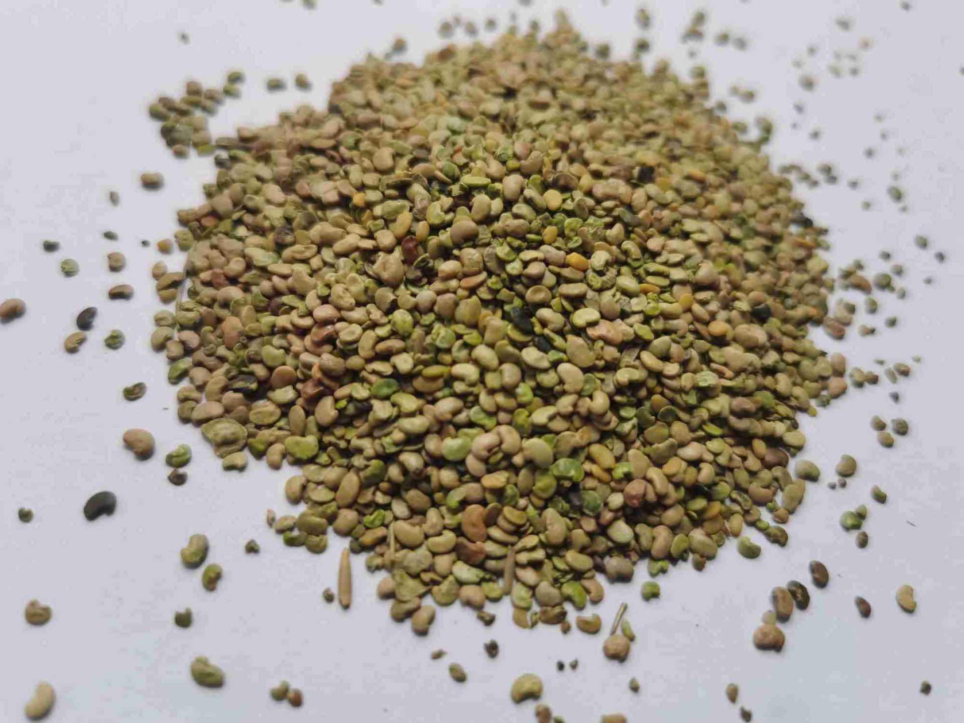 甘肃中药材红芪脱壳种子特价批发销售首单8折特惠远程技术指导