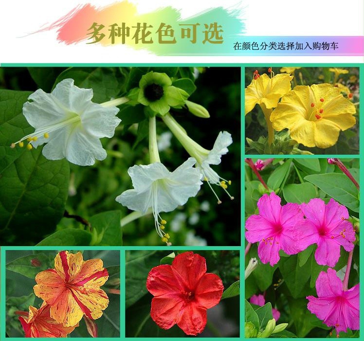 紫茉莉花种子 夜来香盆栽地雷花园艺芳香 花卉种子春播花籽黄粉白