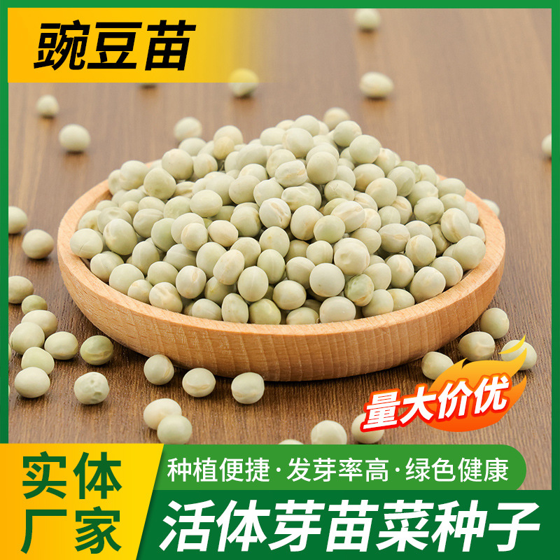 当季芽苗菜种子麻豌豆种子龙须豌豆苗芽豆四季阳台水培豌豆苗种子