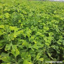 银杏树苗白果小苗 庭院植物行道绿化苗木 落叶性美观园林植物乔木