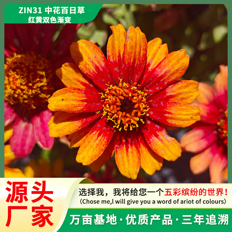 源头厂家百日草花种子四季易播步步高花卉种子景观花海百日菊花籽