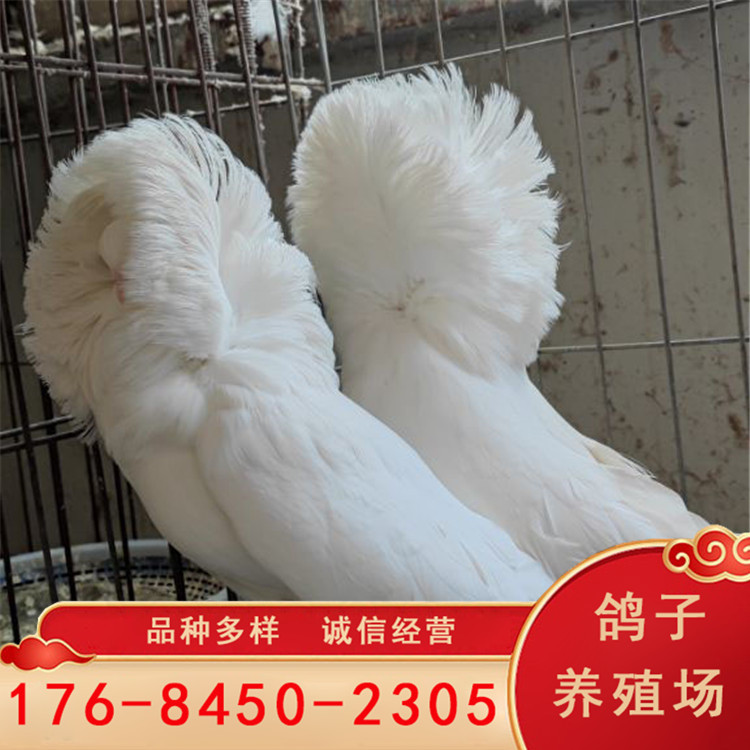 毛领鸽子一对多少钱 下蛋大毛领种鸽 白色大毛领 乌头毛领鸽