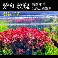 紫红玫瑰丁香网红水草鱼缸生命之树造景阴性红草跨境专供代发
