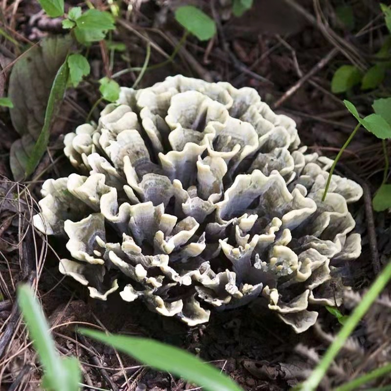 云南特产新鲜干巴菌食用菌干巴菌绣球菌批发