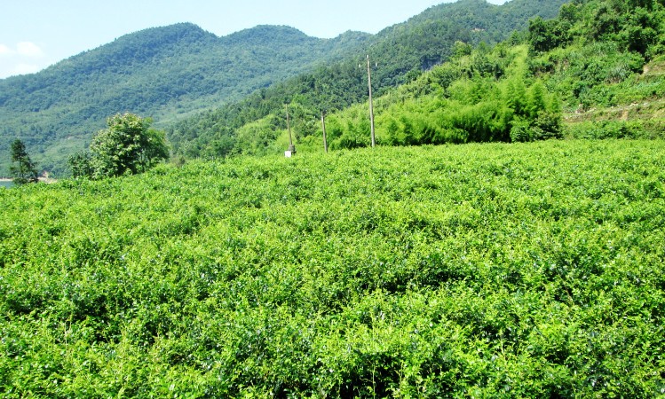 【2022新茶促销芽尖莓】张家界仙藤莓茅岩霉茶龙须芽尖莓茶甘露茶