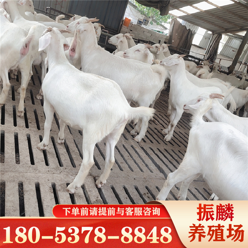 常年出售 山羊苗 山羊小羊羔 美国白山羊幼苗种羊 批发山羊苗