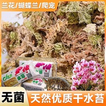 水苔蝴蝶兰专用智利干水苔兰花营养土苔藓石斛食虫植物水台草跨境