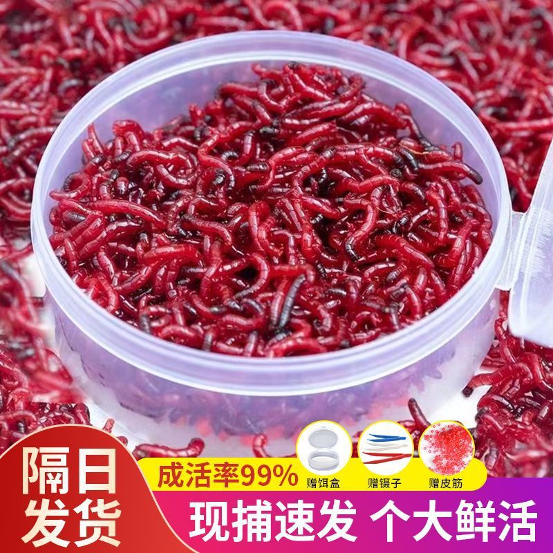 红虫鲜活特大号公虫活饵喂鱼拉饵鲫鱼鲤鱼野钓爆护蚯蚓鱼饵批发