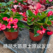 四季海棠花盆栽大苗大花大叶小花玻璃翠四季花卉室内庭院阳台巧