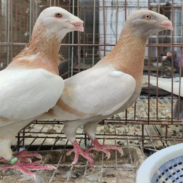 黄杠马头鸽子一对多少钱  瓦灰蛇头鸽子 白马头观赏鸽种鸽价格