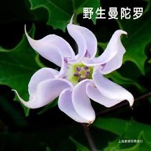 曼陀罗花种子多年生曼陀罗花四季室内阳台庭院垂吊盆栽多色喇叭花