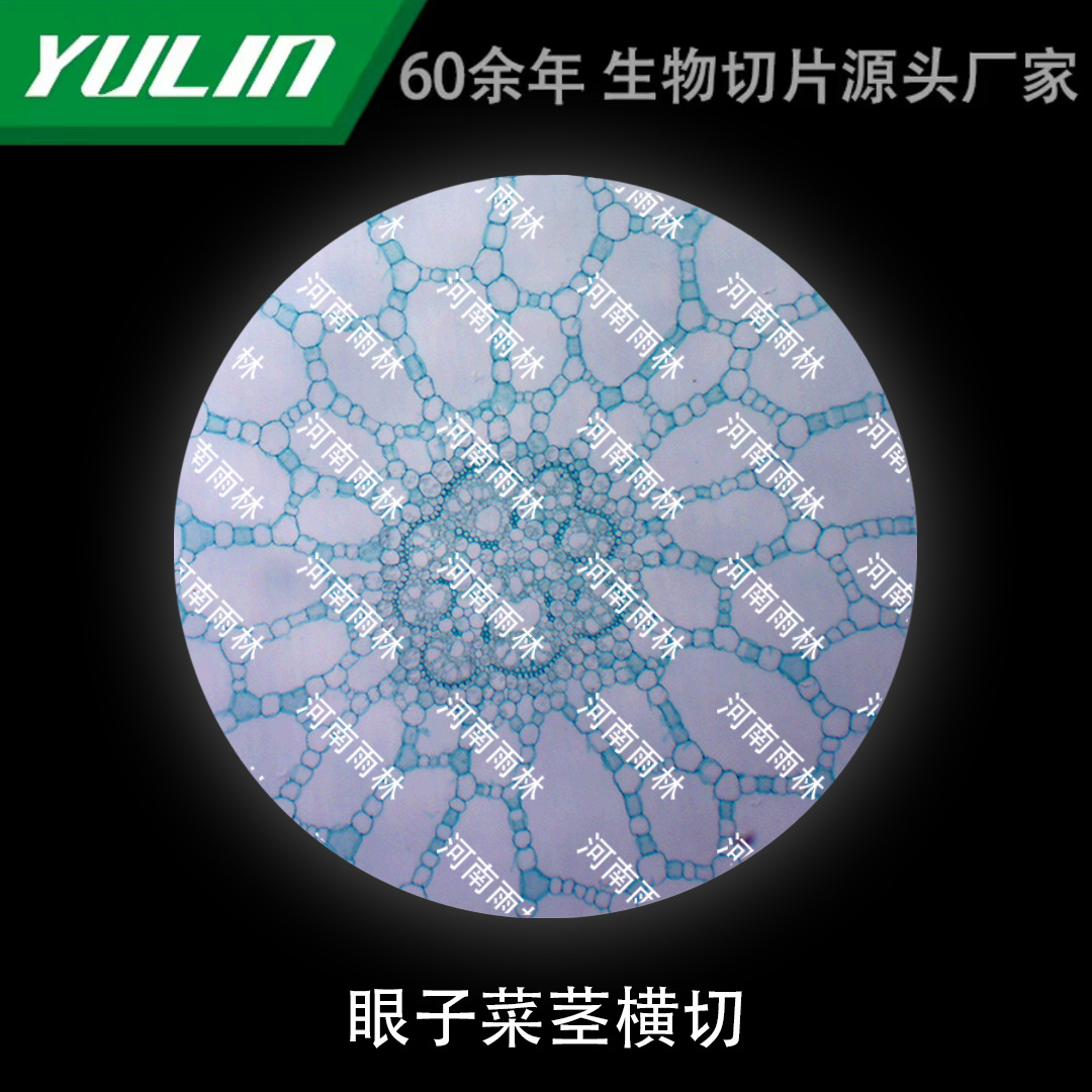 眼子菜茎横切微生物标本显微镜生物高校教学实验仪器科研教学教具