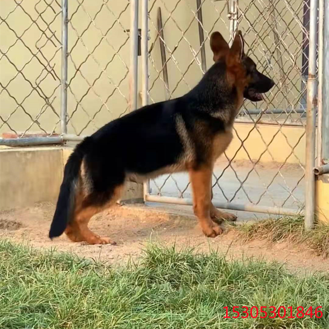 0成交0条出售中亚牧羊犬活体幼犬看家看场大体狗狗中亚小狗多少一条