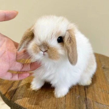 垂耳兔子活物好养温顺儿童宠物兔碎斑道奇进口血统荷
