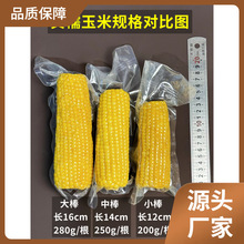 美国小晖榛纯甜糯玉米新鲜粘苞米东北黑龙江小粒黄速冻黄玉米软糯