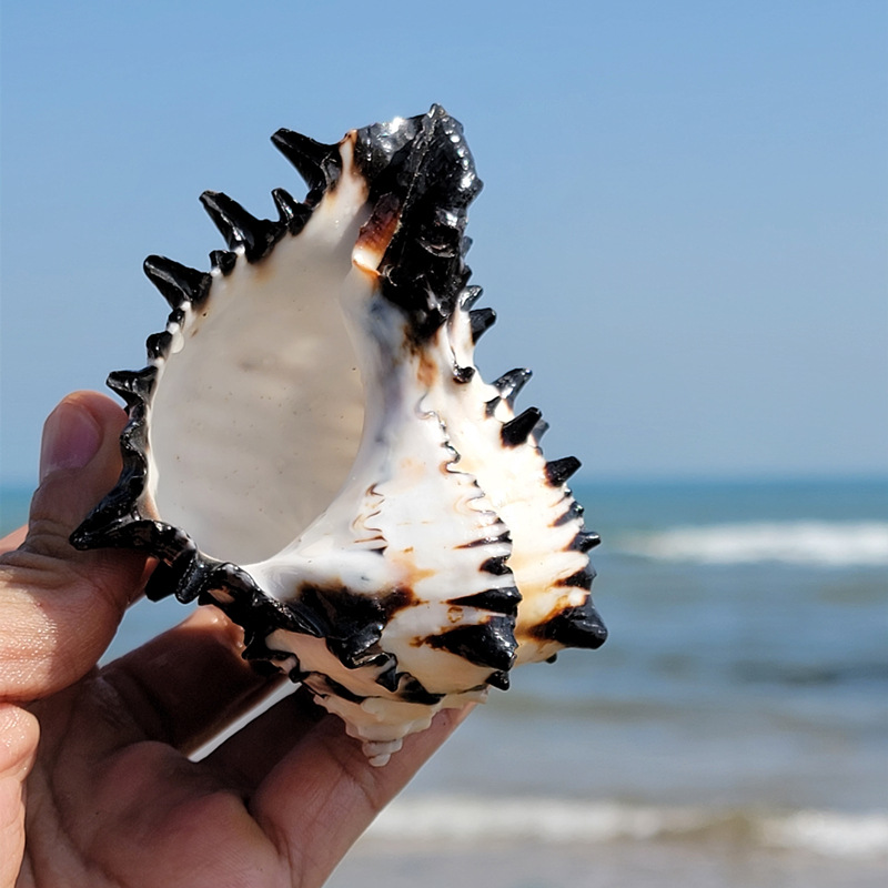 天然超大海螺贝壳黑斑马骨螺美国黑骨螺鱼缸造景居家摆件送人礼物