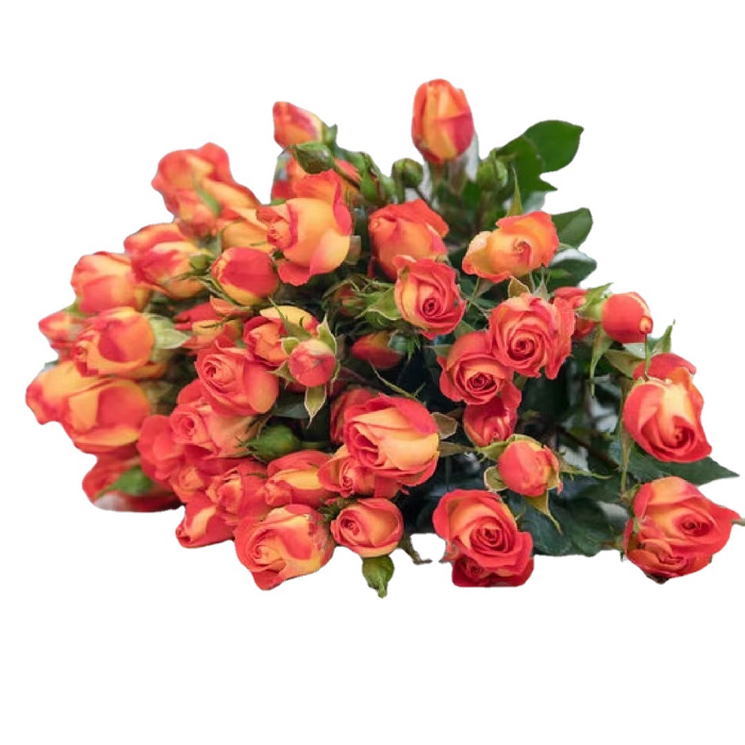 Yunnan Kunming a Bouquet of Roses Flowers Wholesale Rose Rose Base Direct Wholesale Water Flower Planting Wedding Flower Shop Flowers