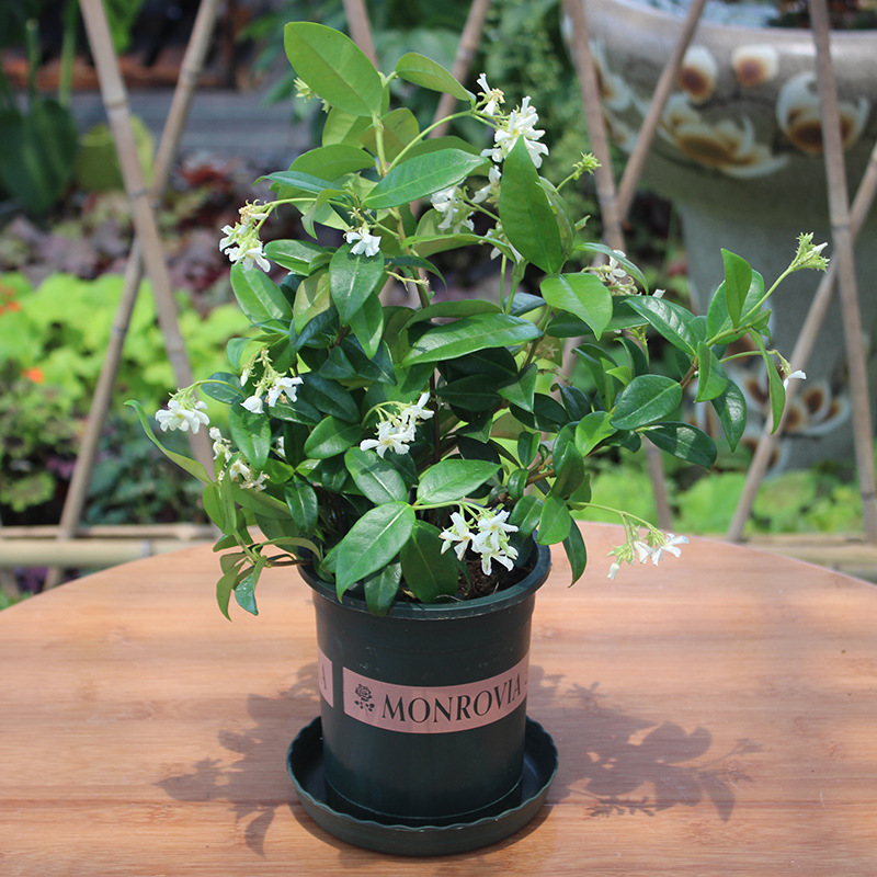 风车茉莉爬藤盆栽银丝茉莉庭院阳台室外四季青芳香耐寒攀爬络石藤